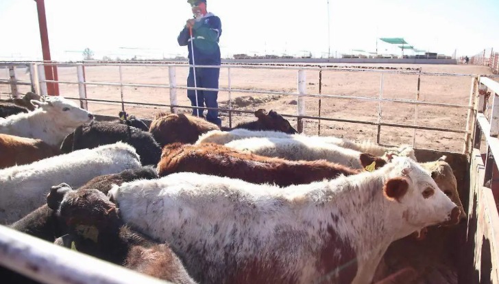 Ganaderos de Sonora esperan recuperar en 60 días las
pérdidas tras freno de exportaciones de ganado a EU