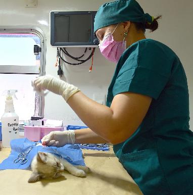 Informa Instituto de Protección y Bienestar Animal
jornadas gratuitas de esterilización